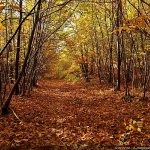 Photo de Françoise DERYNCK