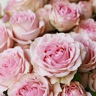 Photo de Marie-Thérèse DELAIRE