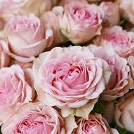 Photo de Rose FAUQUEMBERGUE