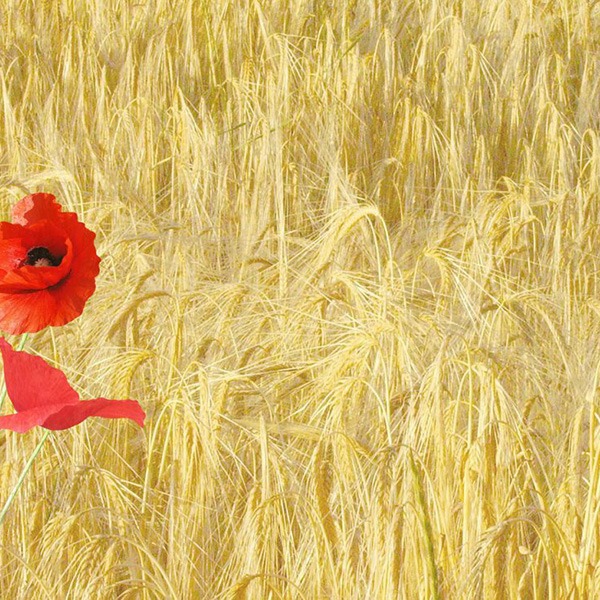 Photo de Dominique HIEZ