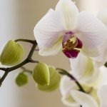 Photo de Jacqueline HOUBRON