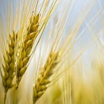 Photo de Pierre DÉGARDIN