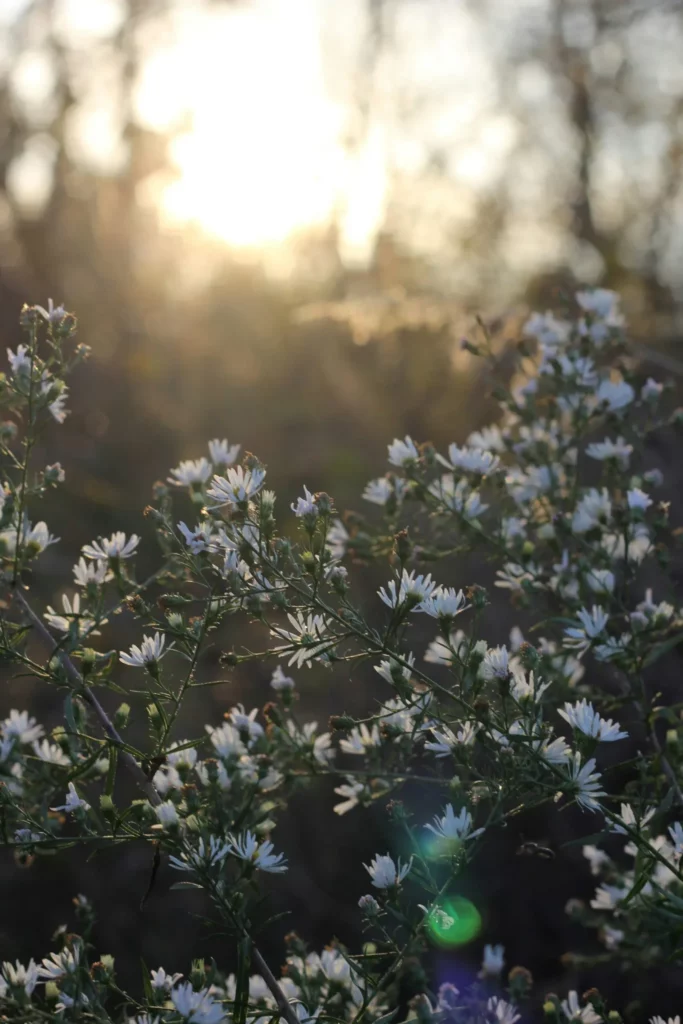 Champ de fleurs sauvages blanches baignées par la lumière du soleil couchant.