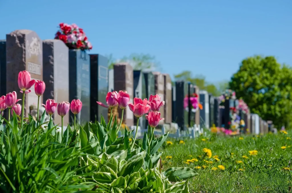 Tulipes roses fleuries au premier plan d'un cimetière devant les tombes.