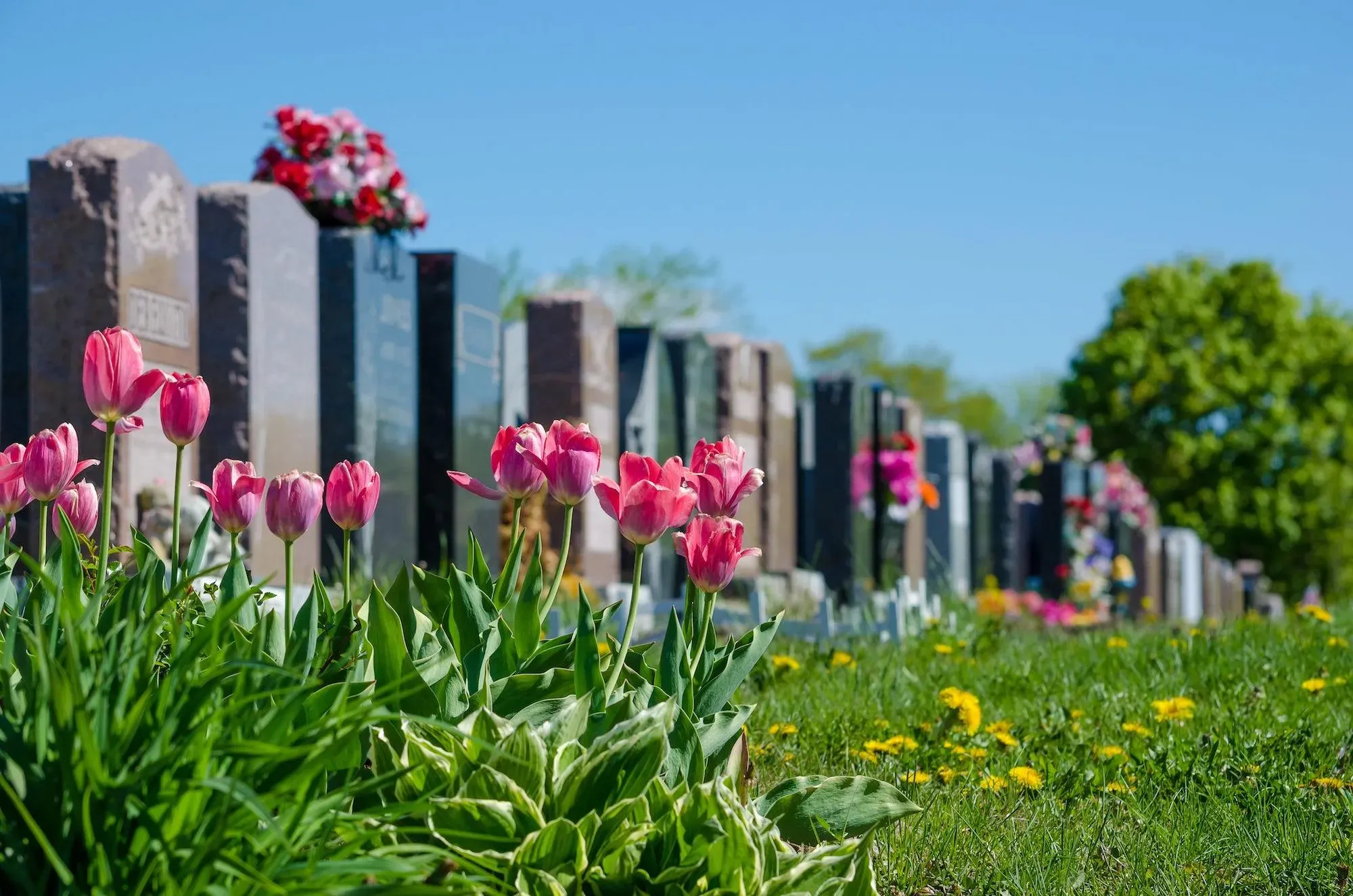 Tulipes roses fleuries au premier plan d'un cimetière devant les tombes.